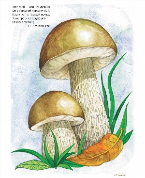 Как нарисовать гриб подосиновик