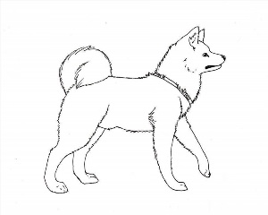 Как нарисовать военную собаку