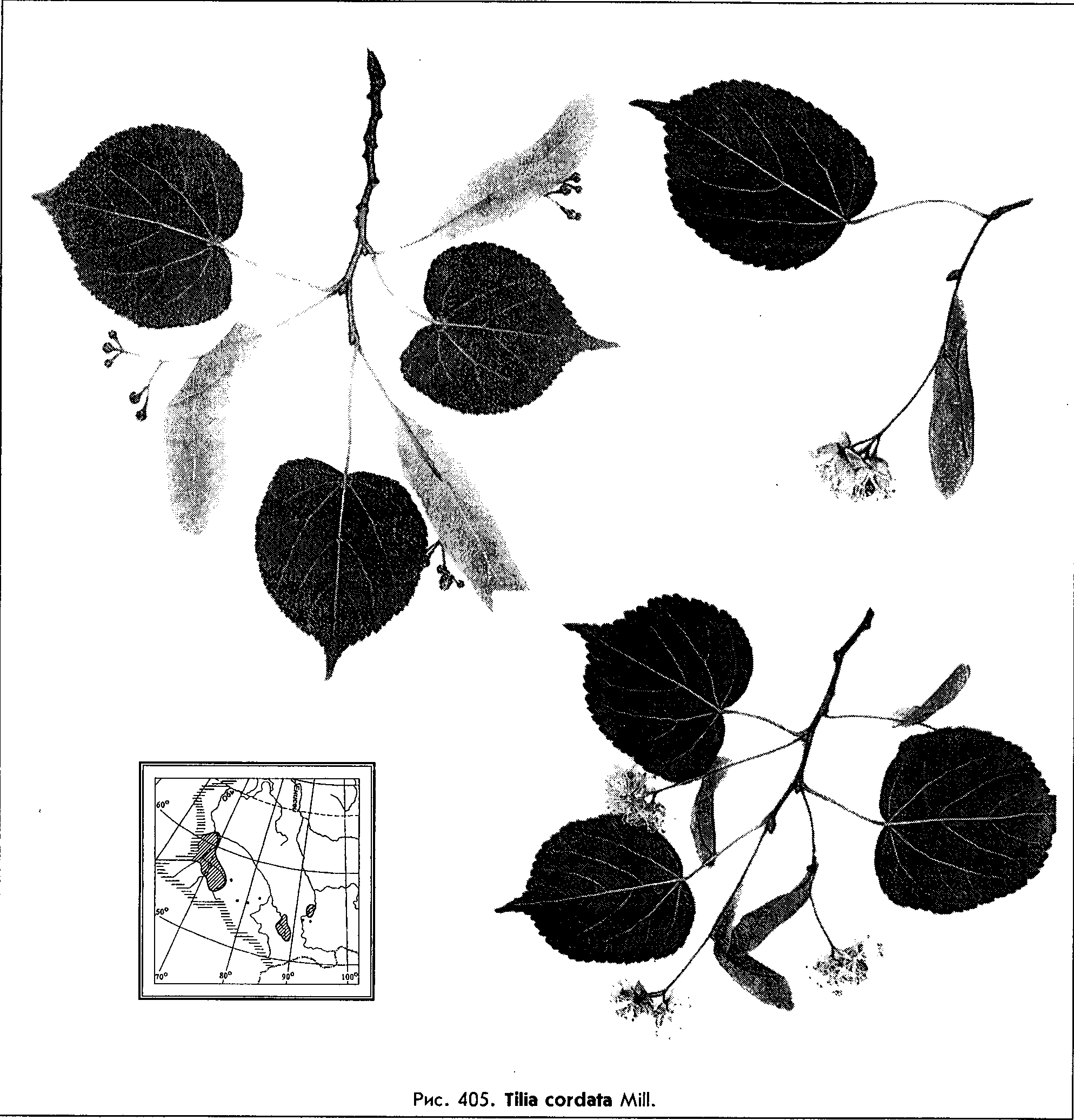 Липа мелколистная рисунок