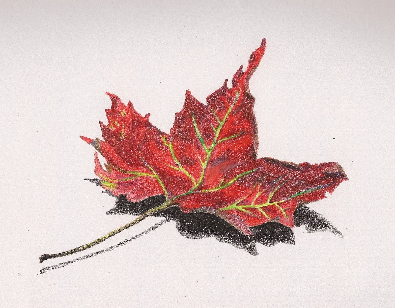 Разноцветный лист клена. Кленовый лист цветными карандашами. Рисование кленового листа. Листья акварель. Листья цветными карандашами.