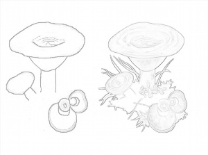 Как нарисовать гриб рыжик