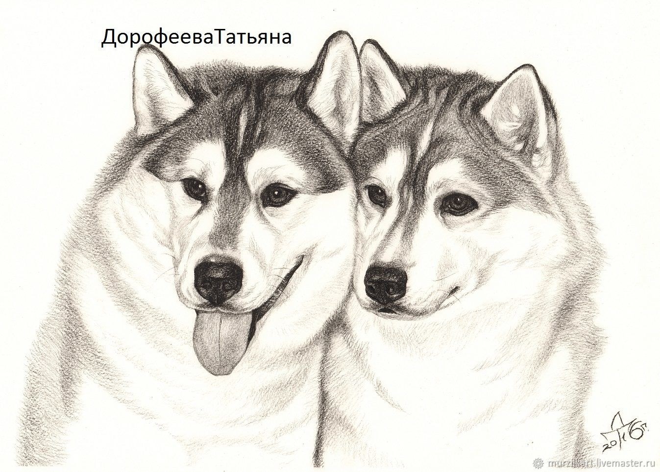 Лицо хаски рисунок