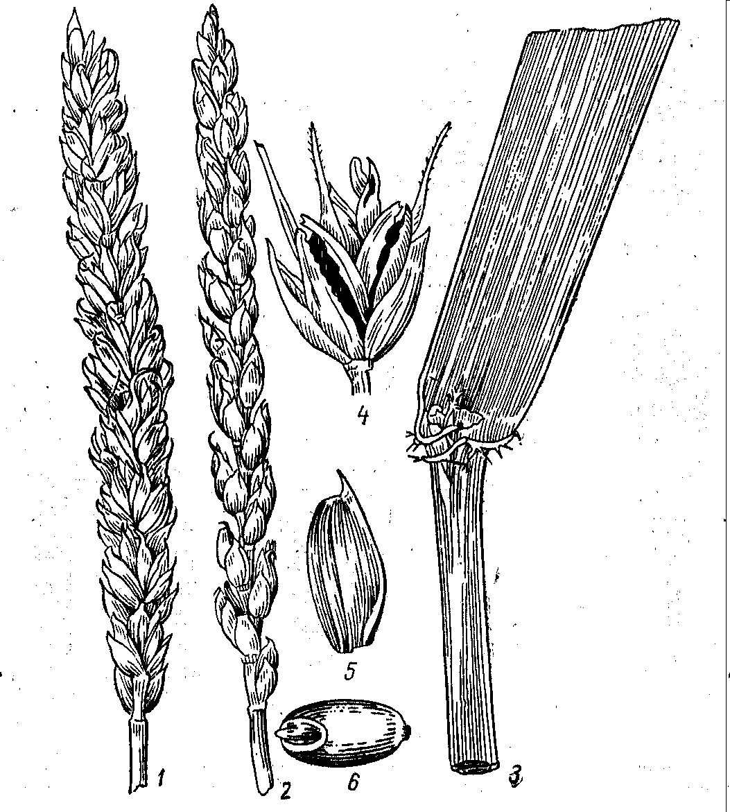 Рисунок схему любого зернового растения