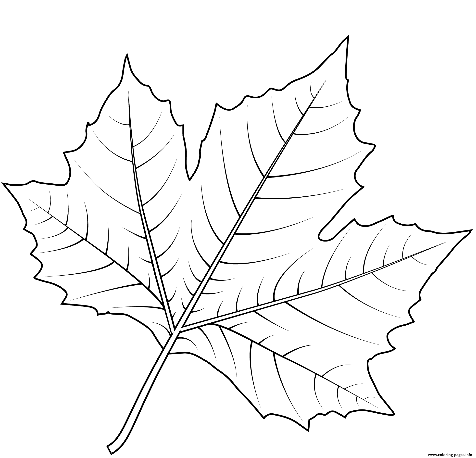 Картинка лист черно белый. Раскраска листьев деревьев. Листочки раскраска. Листья раскраска для детей. Раскраска листья деревьев для детей.