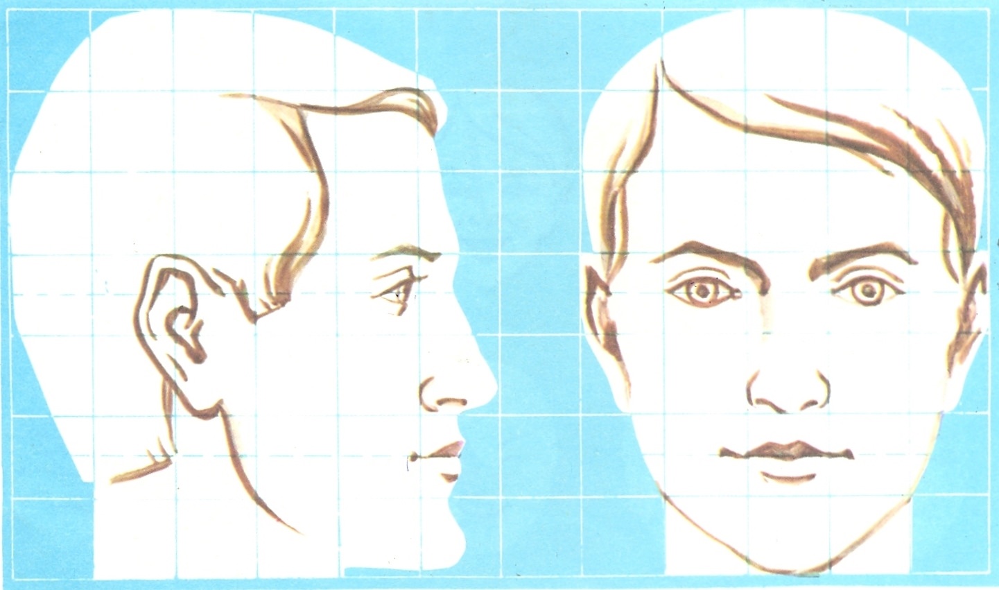 Рассматривая два снимка или портрета одного человека. Пропорции головы человека анфас или профиль. Изображение головы человека в пространстве. Изображение головы человека анфас. Профиль лица.