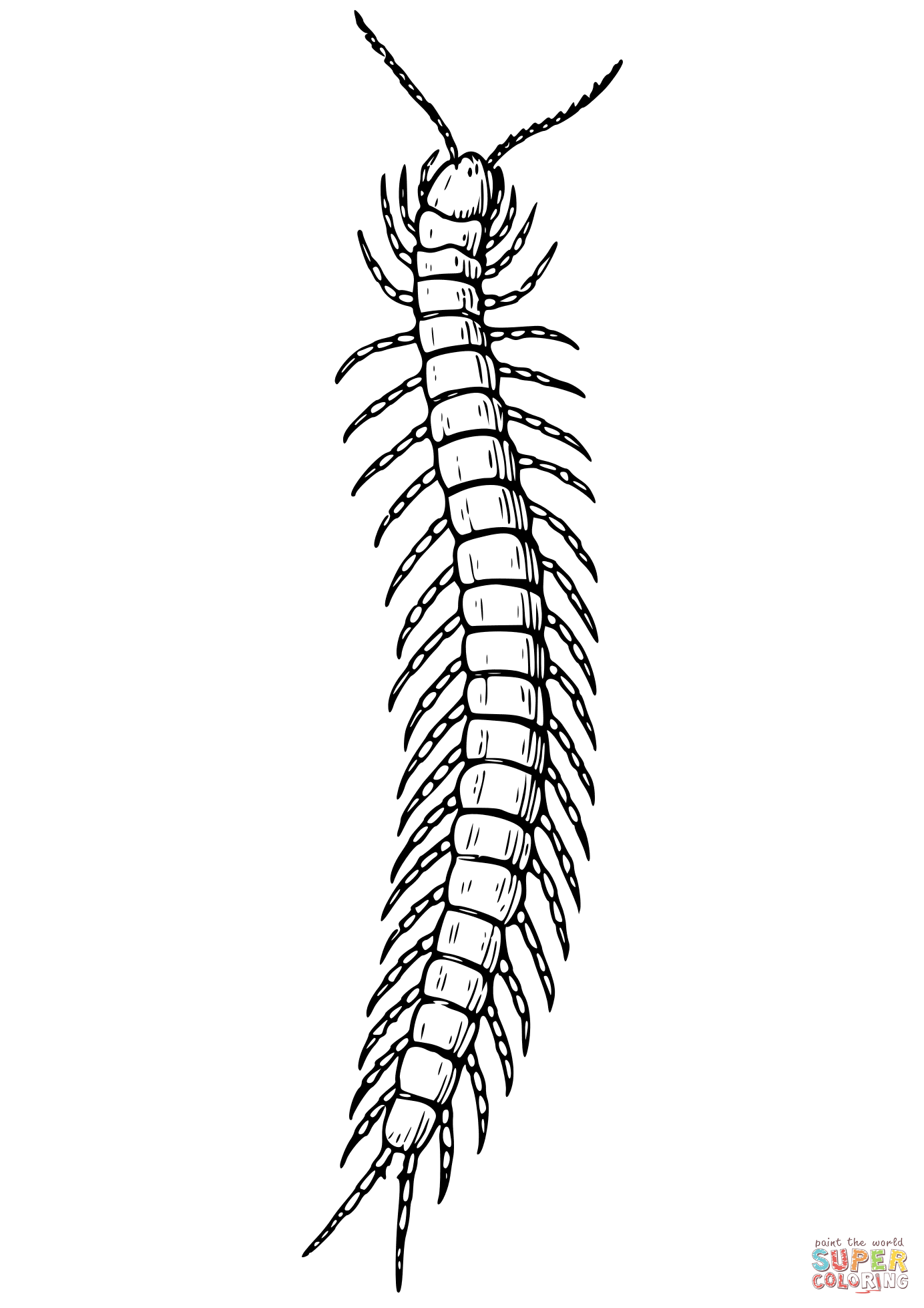 Сколопендра рисунок карандашом