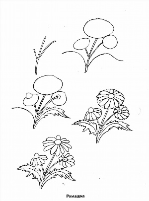 Рисунки растений карандашом для начинающих