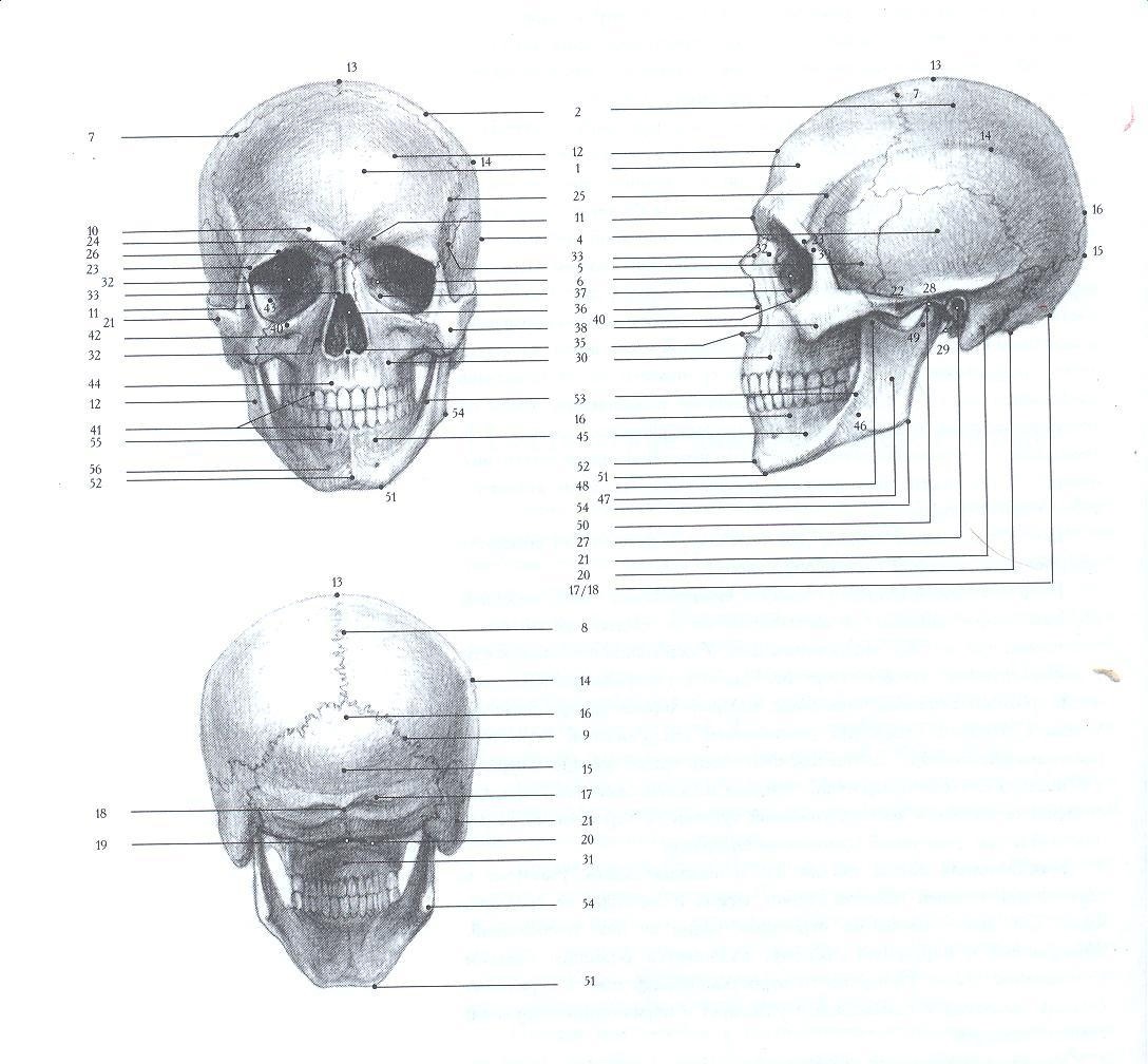 Череп рисунок анатомия