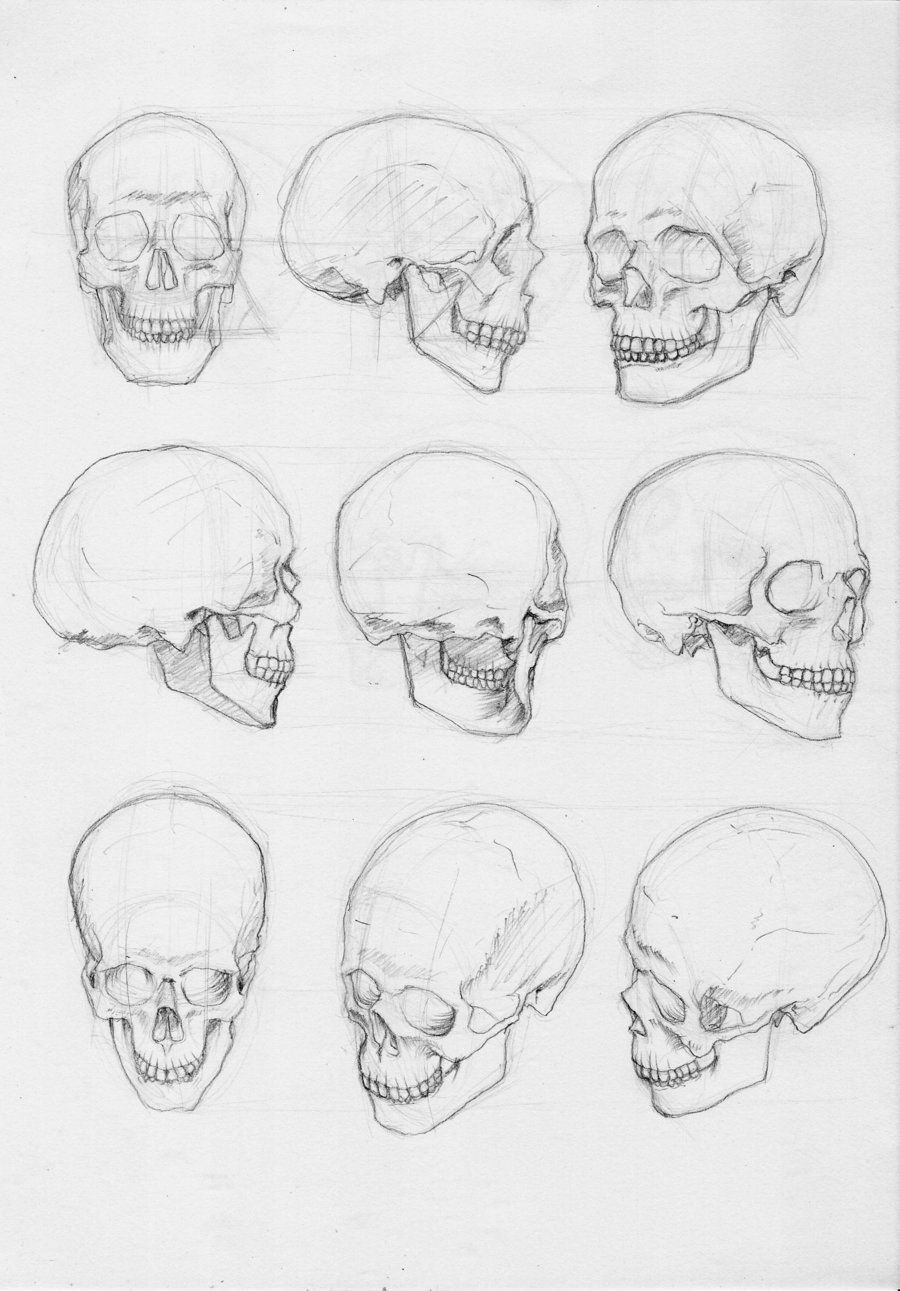 Анатомия как рисовать череп