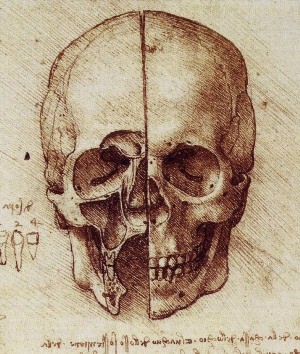 Череп человека рисунок анатомия