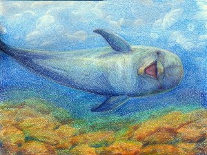 Дельфины цветными карандашами