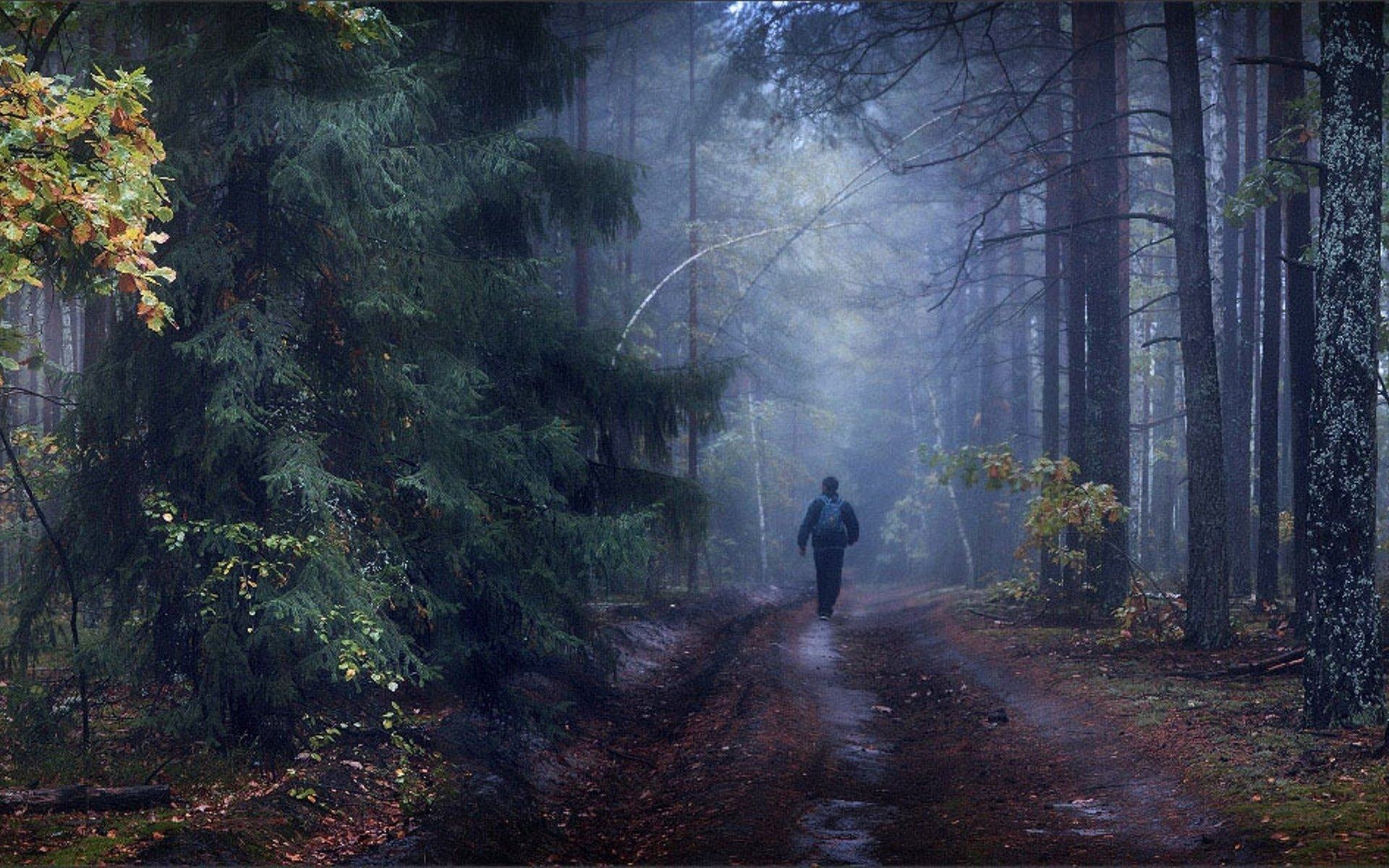 Бредешь в лесу. Дождь в лесу. Странник в лесу. Мрачный пейзаж. Одинокий лес.
