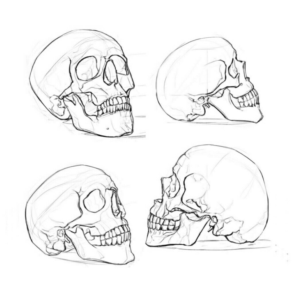 Анатомия как рисовать череп