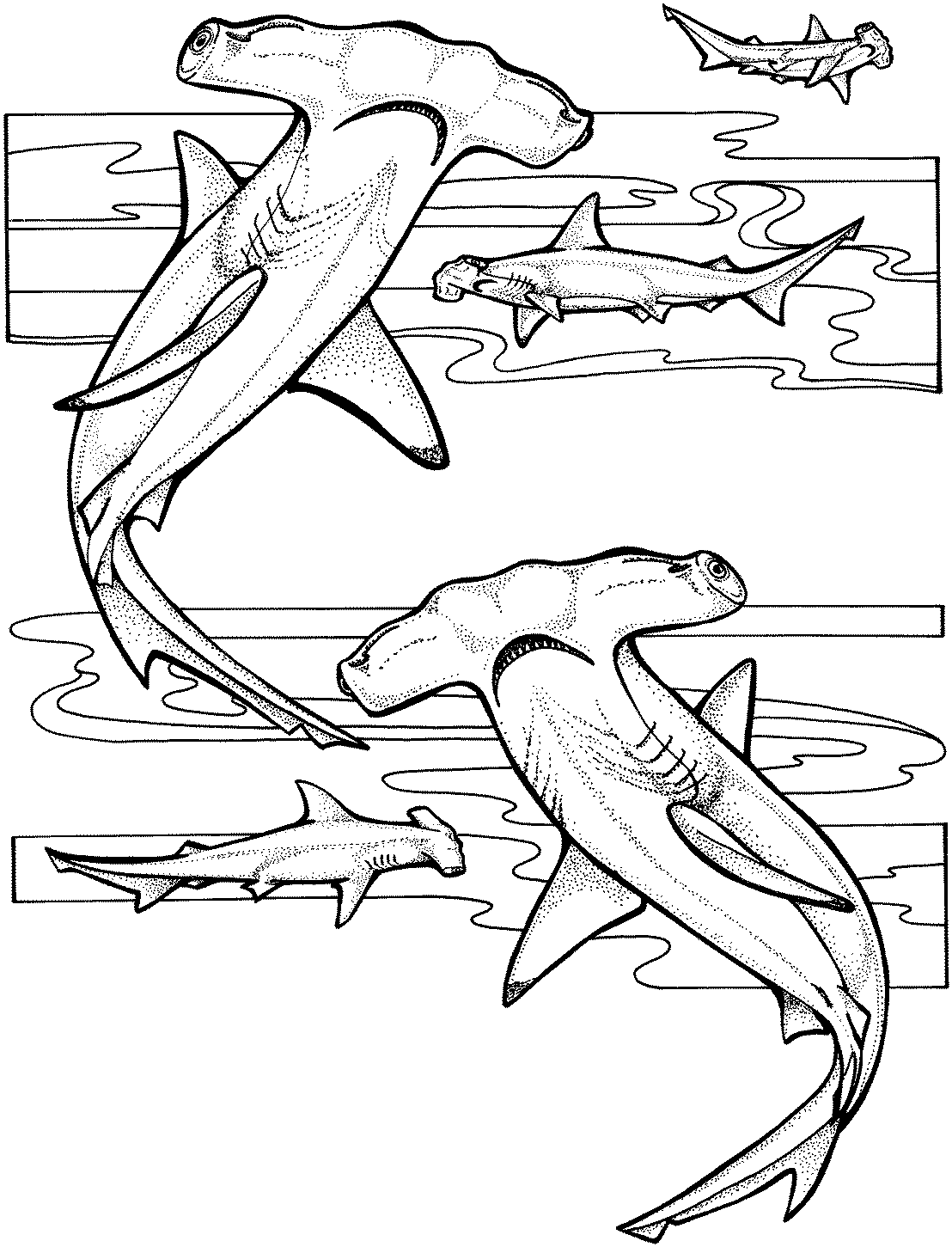 Акула молот рисунок карандашом