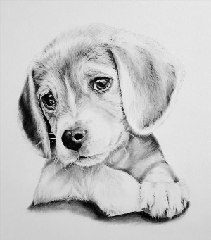 Красивые рисунки собак