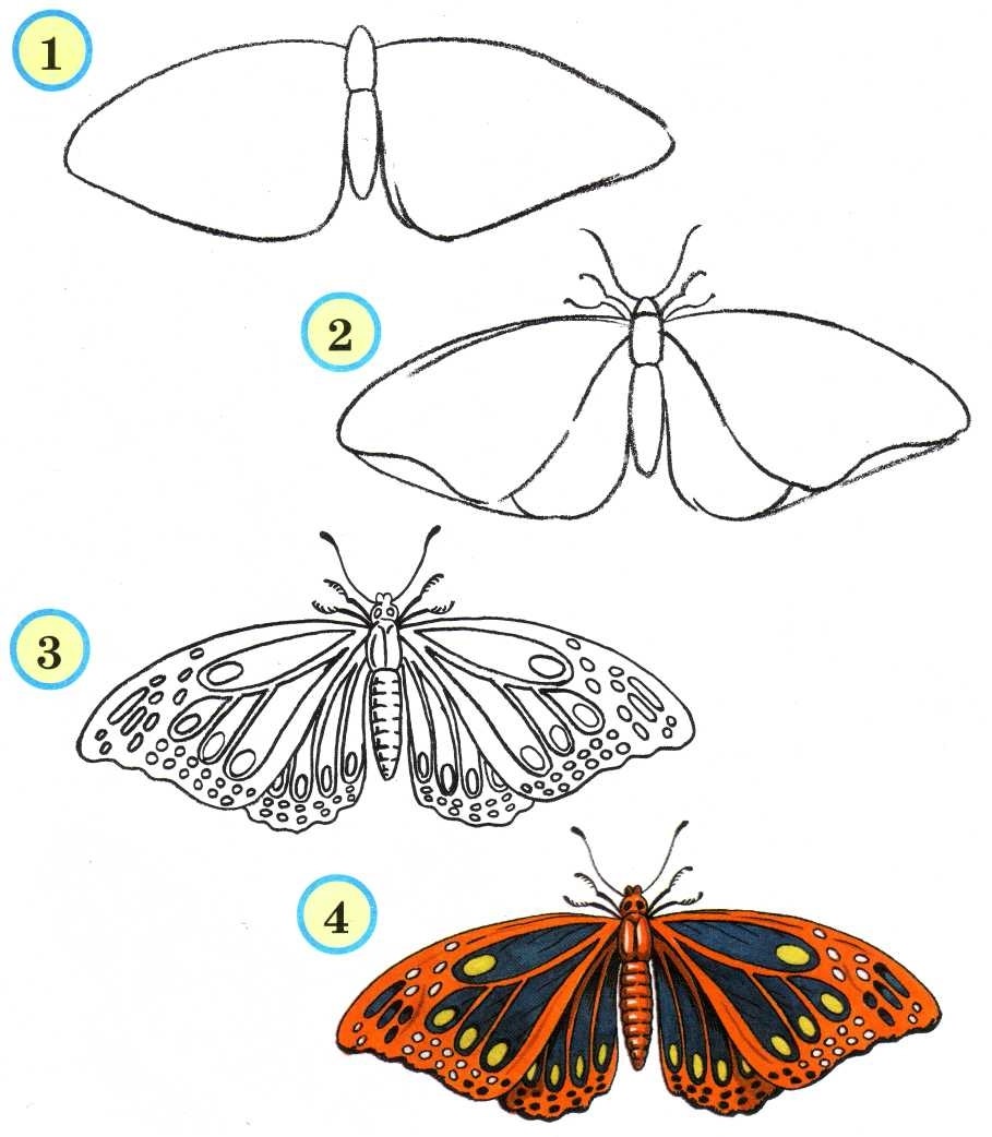Рисуем бабочку поэтапно 1 класс