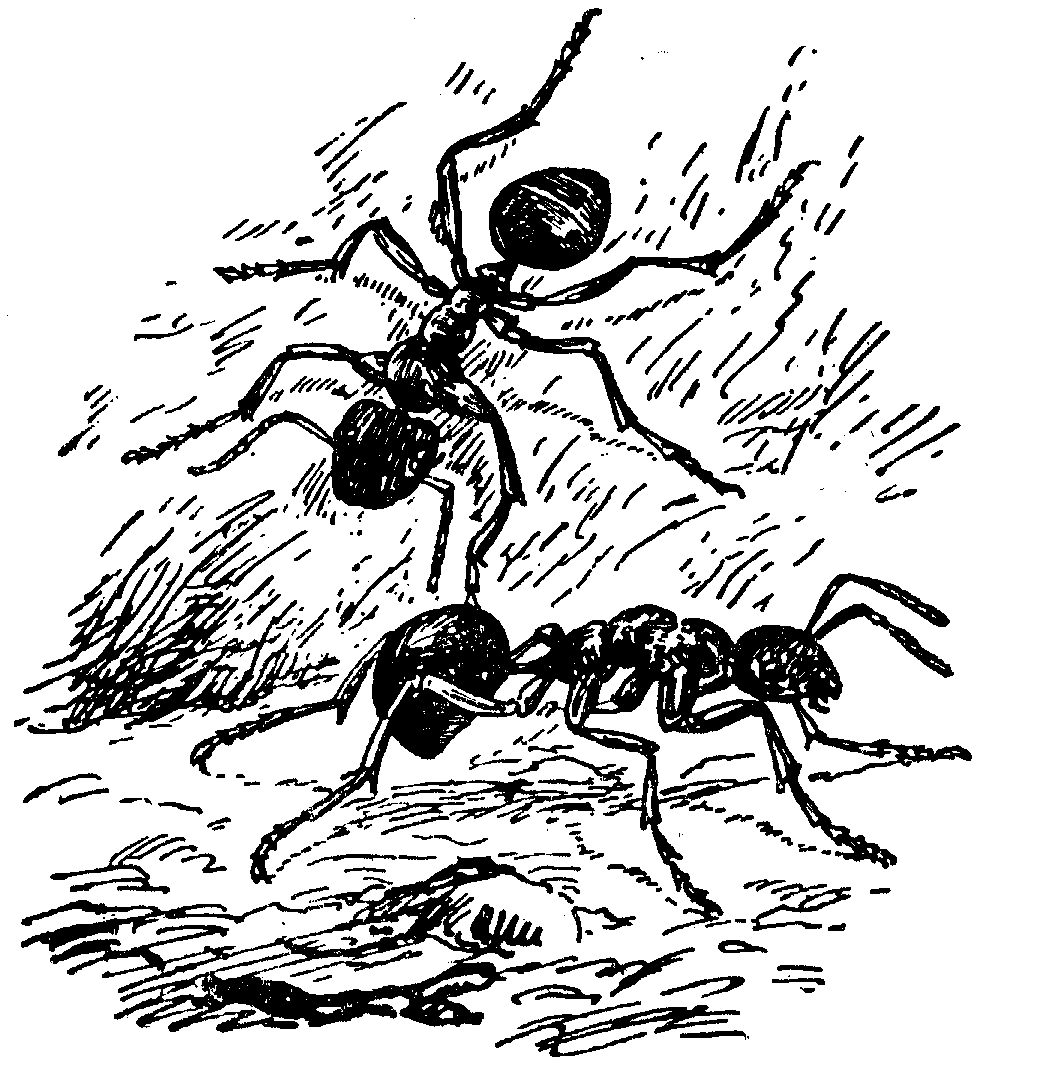 картинки муравьев нарисованных