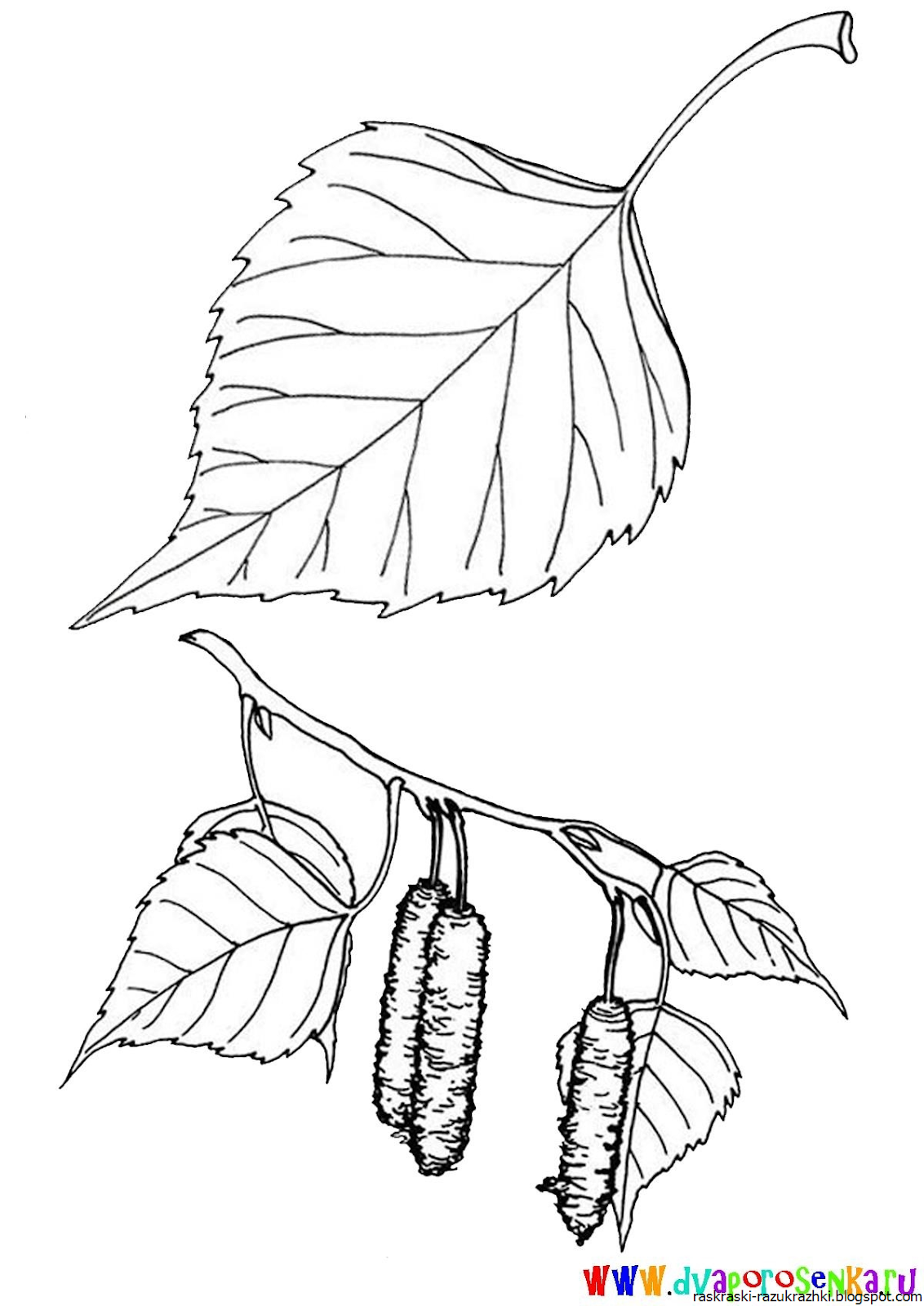 Лист липы рисунок карандашом