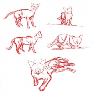 Анатомия кота рисунок