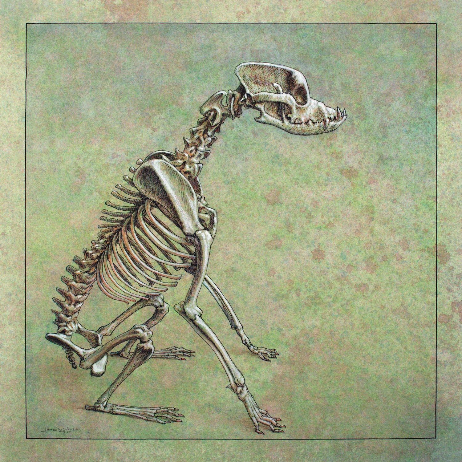 Скелет хвоста. Скелет смешной рисунок. Скелеты животных картинки для детей.