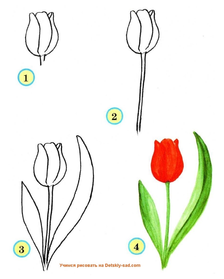 Тюльпан фото рисунок