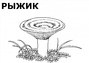 Раскраски грибов для детей груздь