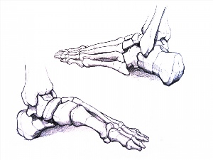 Скелет стопы человека рисунок