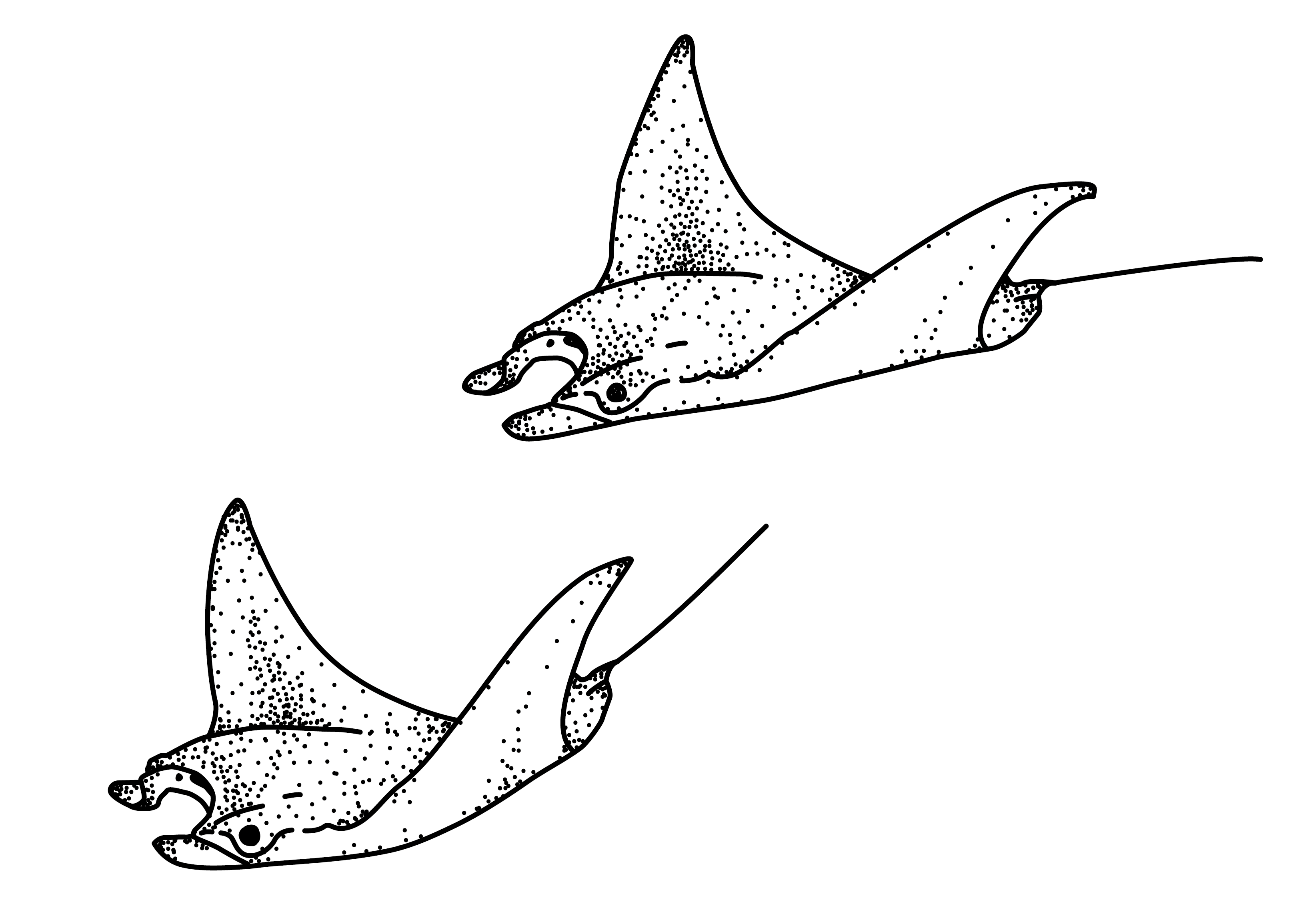 Морской скат рисунок