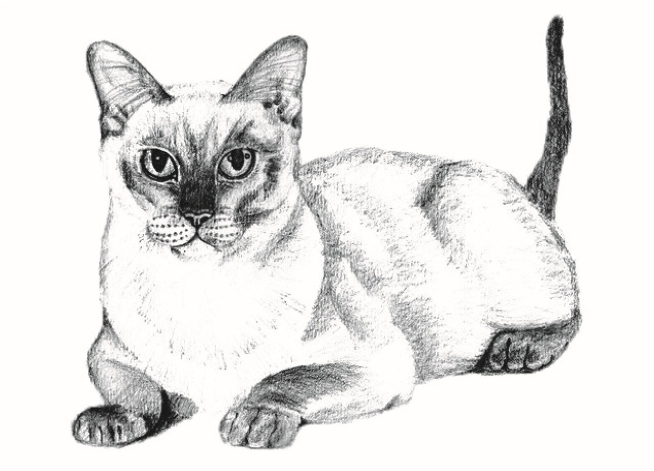 Pencil cats. Кошка рисунок. Кошка рисунок карандашом. Рисунки о кошеккарандашом. Сиамская кошка карандашом.