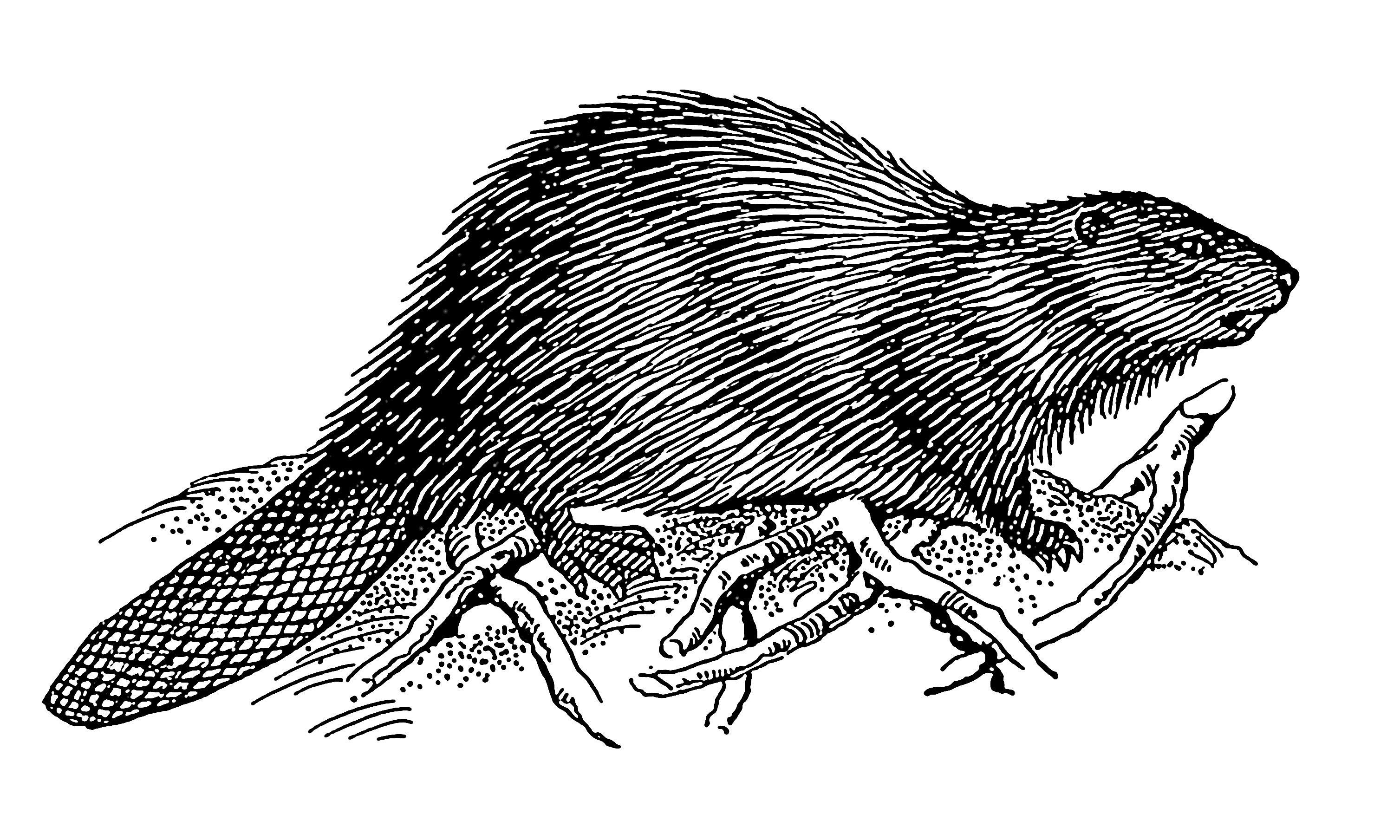 Ондатра чб. Бобр рисунок. Бобр чёрно белый. Бобер черно белый.
