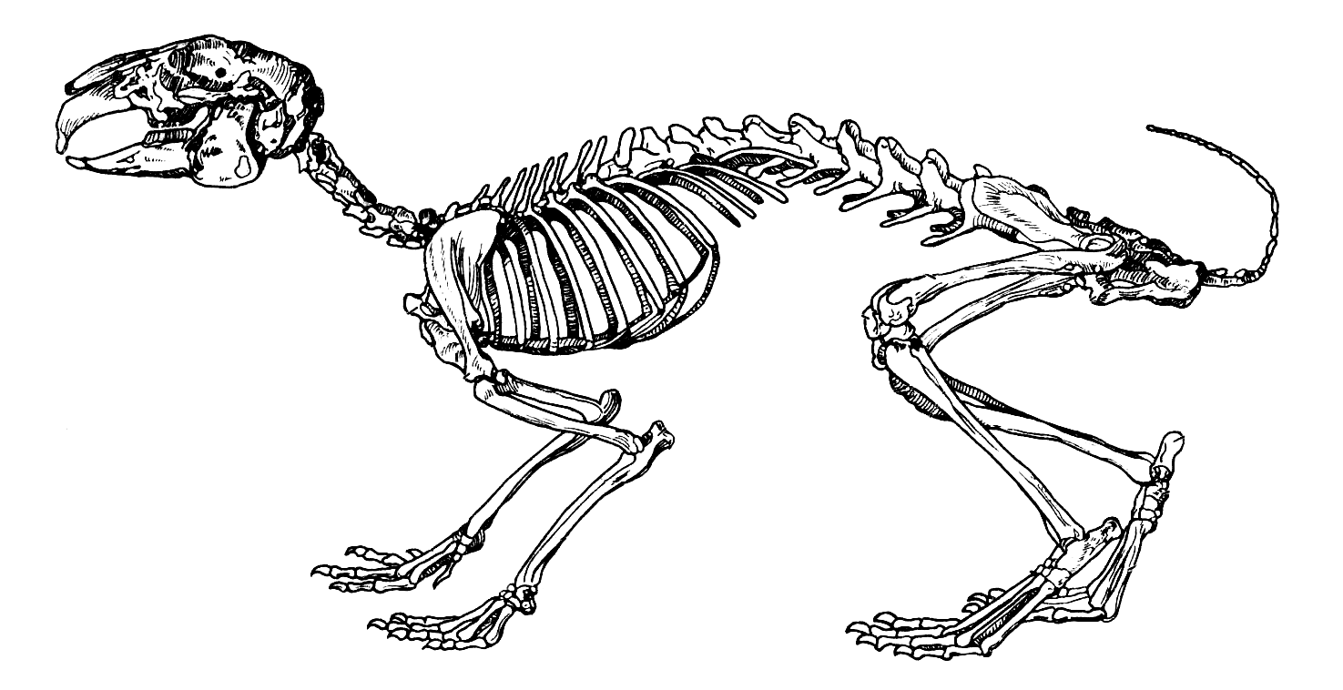 Скелет млекопитающих рисунок