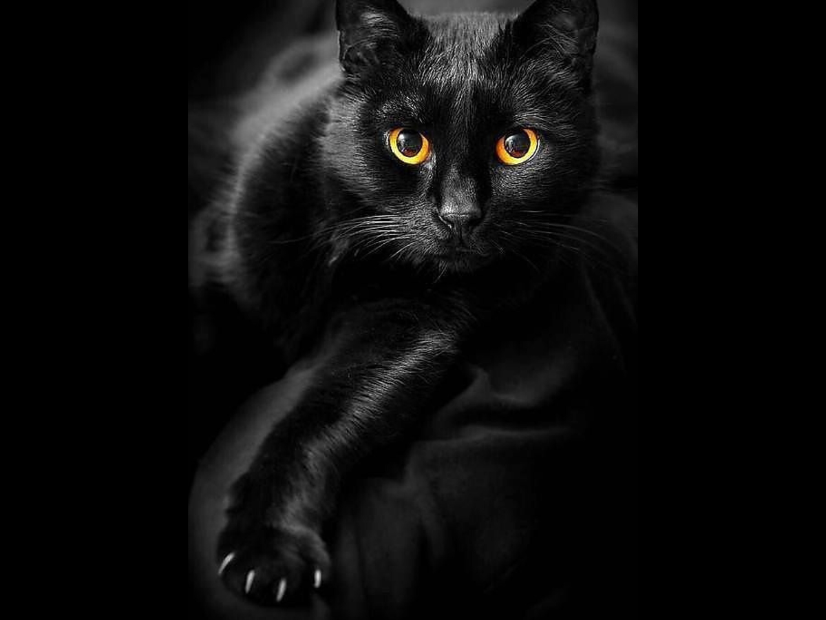 Под черным 18. Алмазная мозаика черный кот. Алмазная мозаика черная кошка. Серный ко алмазная мозаика. Черный кот с желтыми глазами.