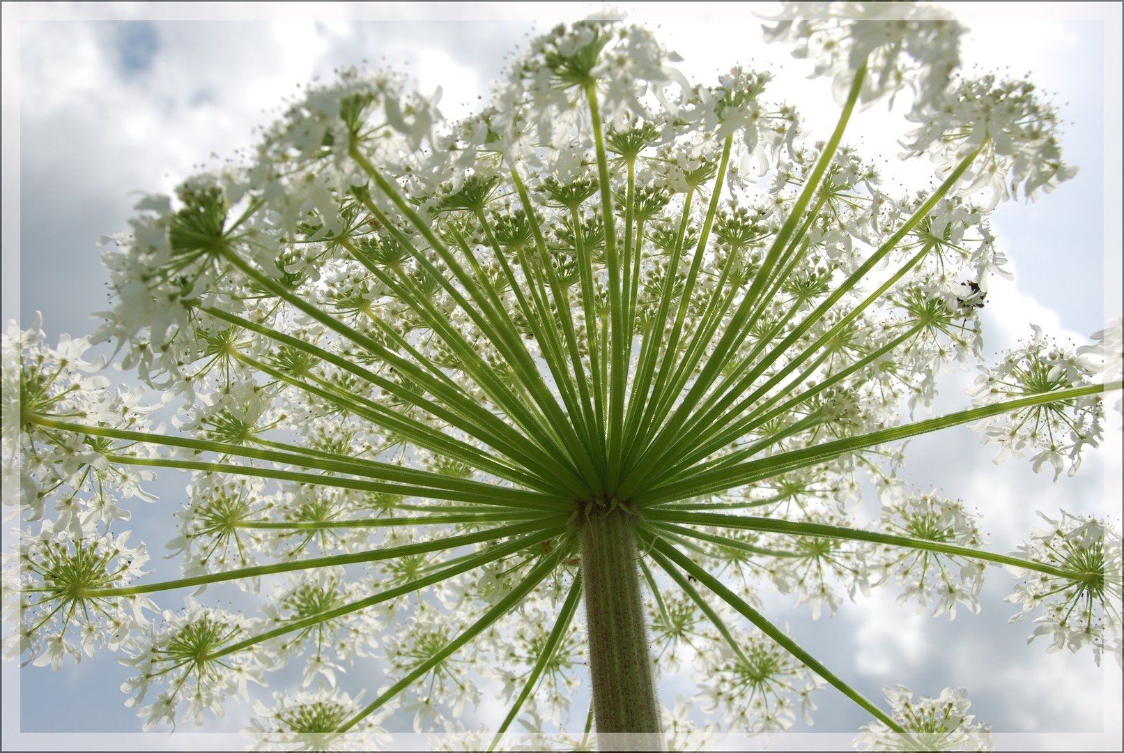 Зонтичные (Umbelliferae(Apiaceae)). Реброплодник Уральский курай. Борщевик и курай. Борщевик зонтичные.