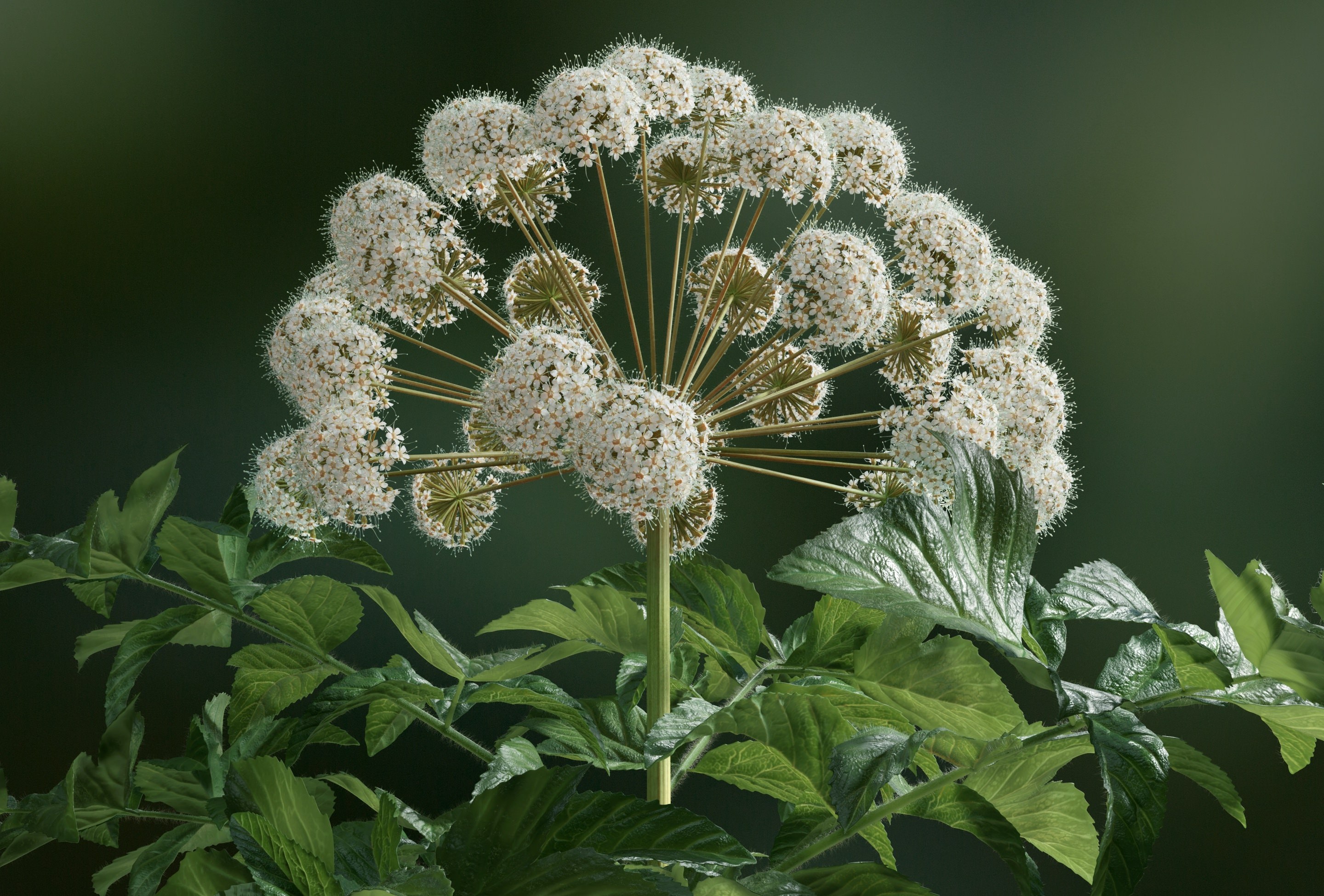 Дудник дягиль. Дудник Ангелика дягиль. Дягиль – archangelica officinalis. Дудник Лесной дягиль.