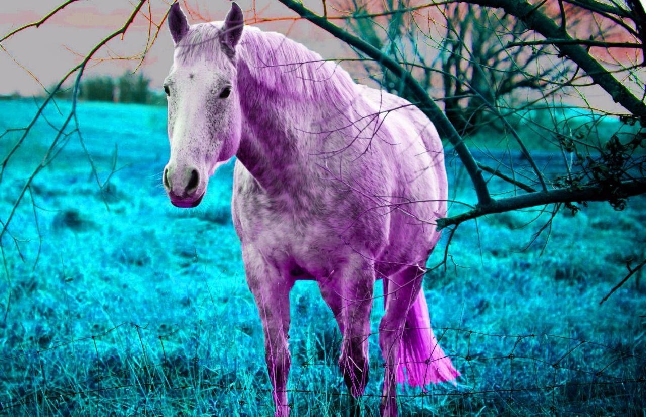 Розовый конь песни. Розовая лошадь. Лошадка розовый. Лошадь розового цвета. Лошадь красивая в розовых тонах.