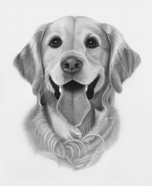 Собака иллюстрация