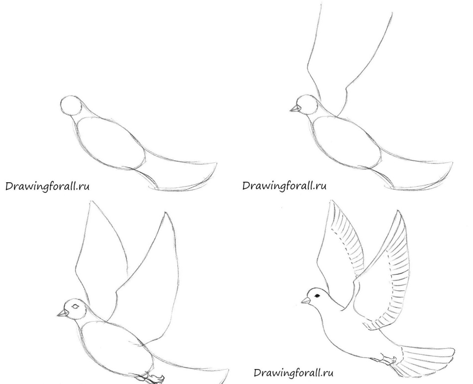 Как нарисовать голубя пошагово