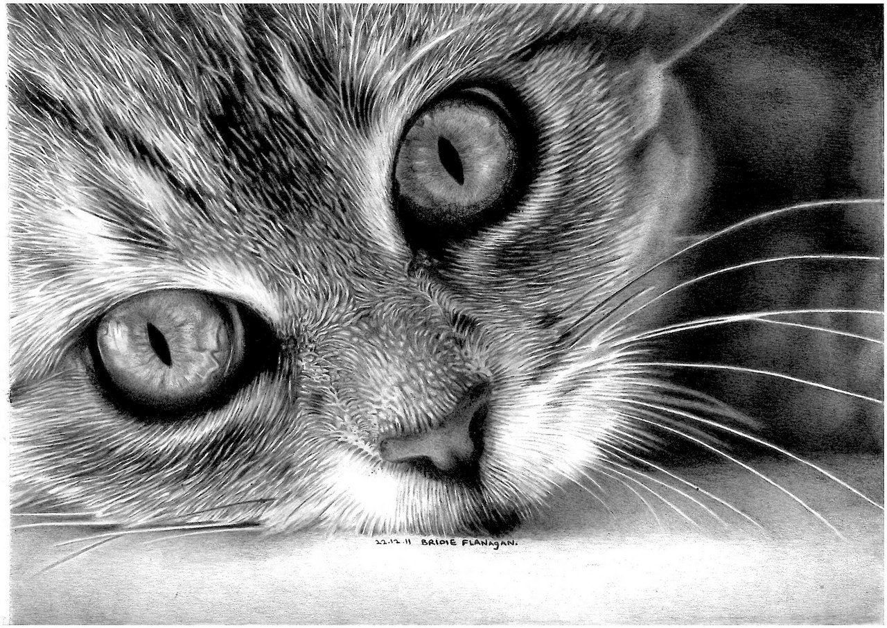 Фото рисунка кошки. Кошка рисунок. Рисунки котов карандашом. Морда кота. Кошка рисунок карандашом.