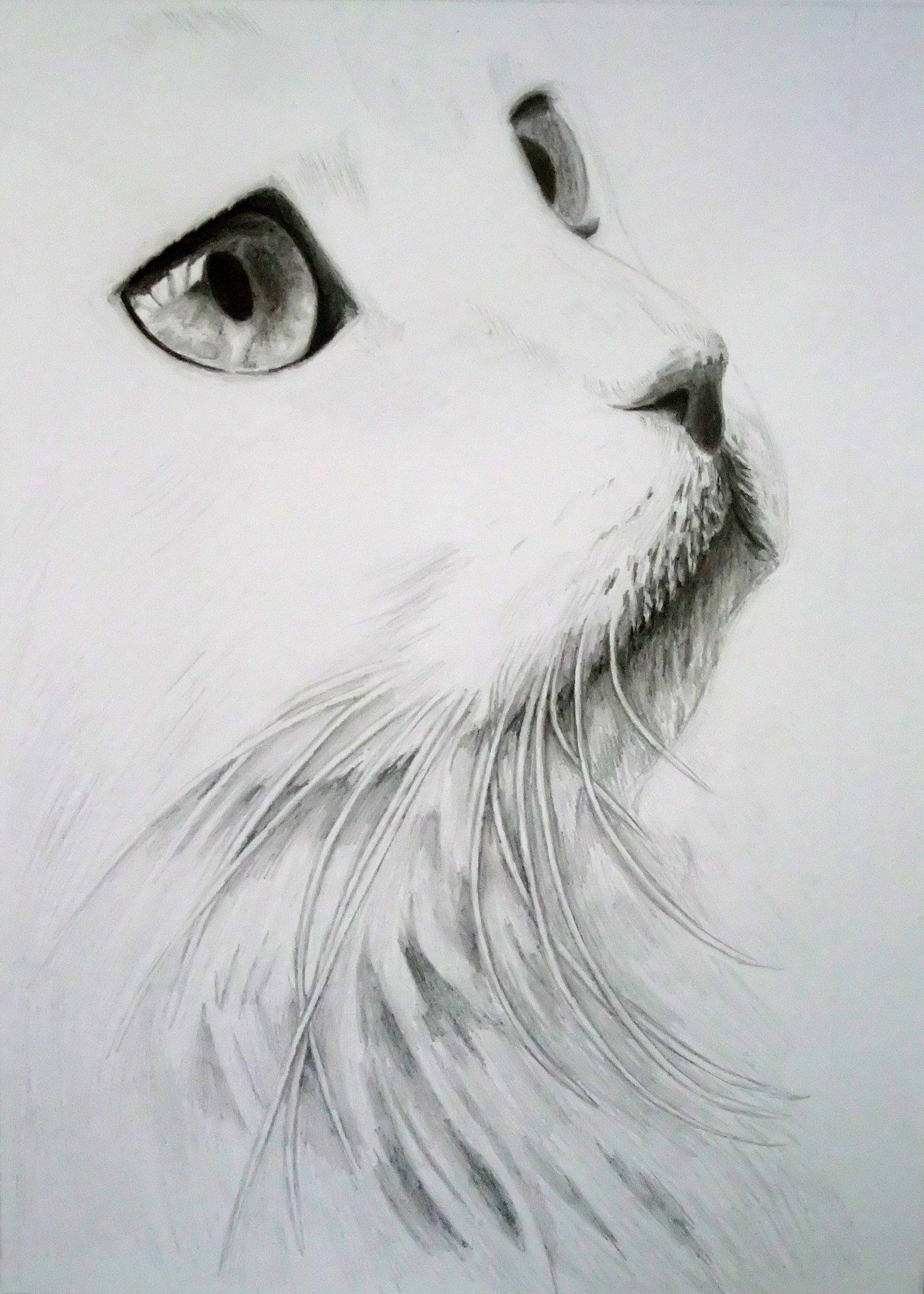 Pencil cats. Кошка карандашом. Котик карандашом. Красивые рисунки. Портрет кошки карандашом.