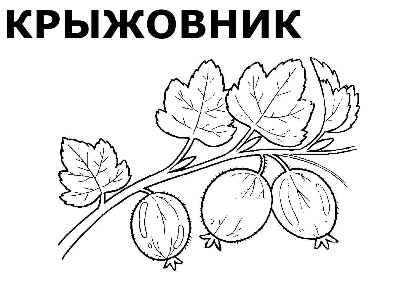 Смородина брусника земляника клубника схемы слов. Раскраска ягоды крыжовник. Ягоды. Раскраска для малышей.