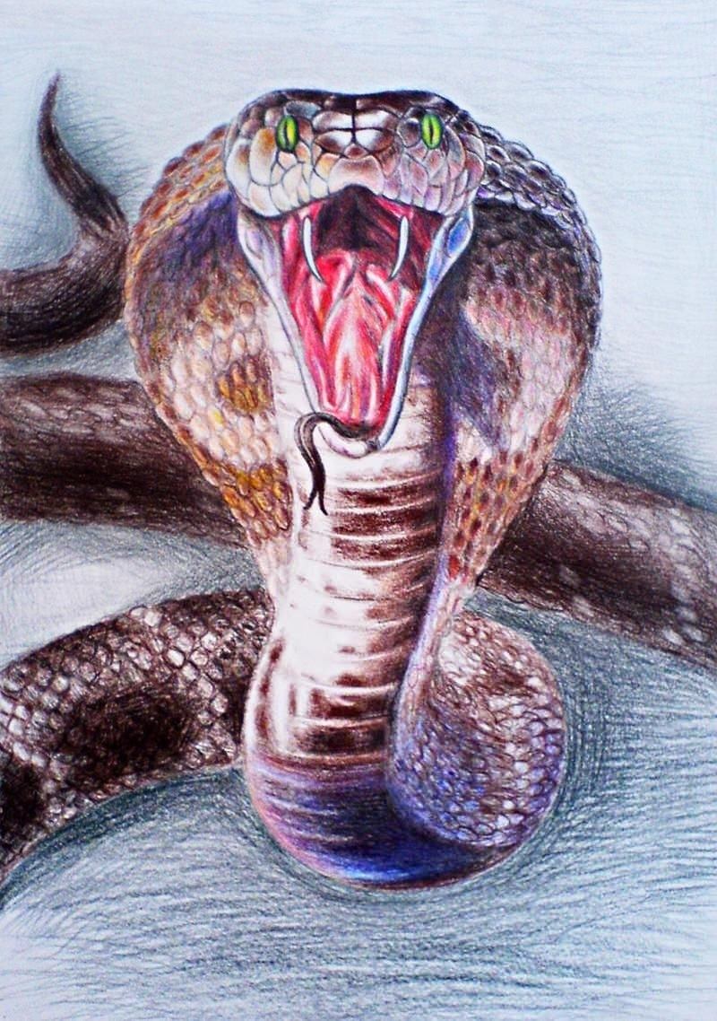 Cobra art картины