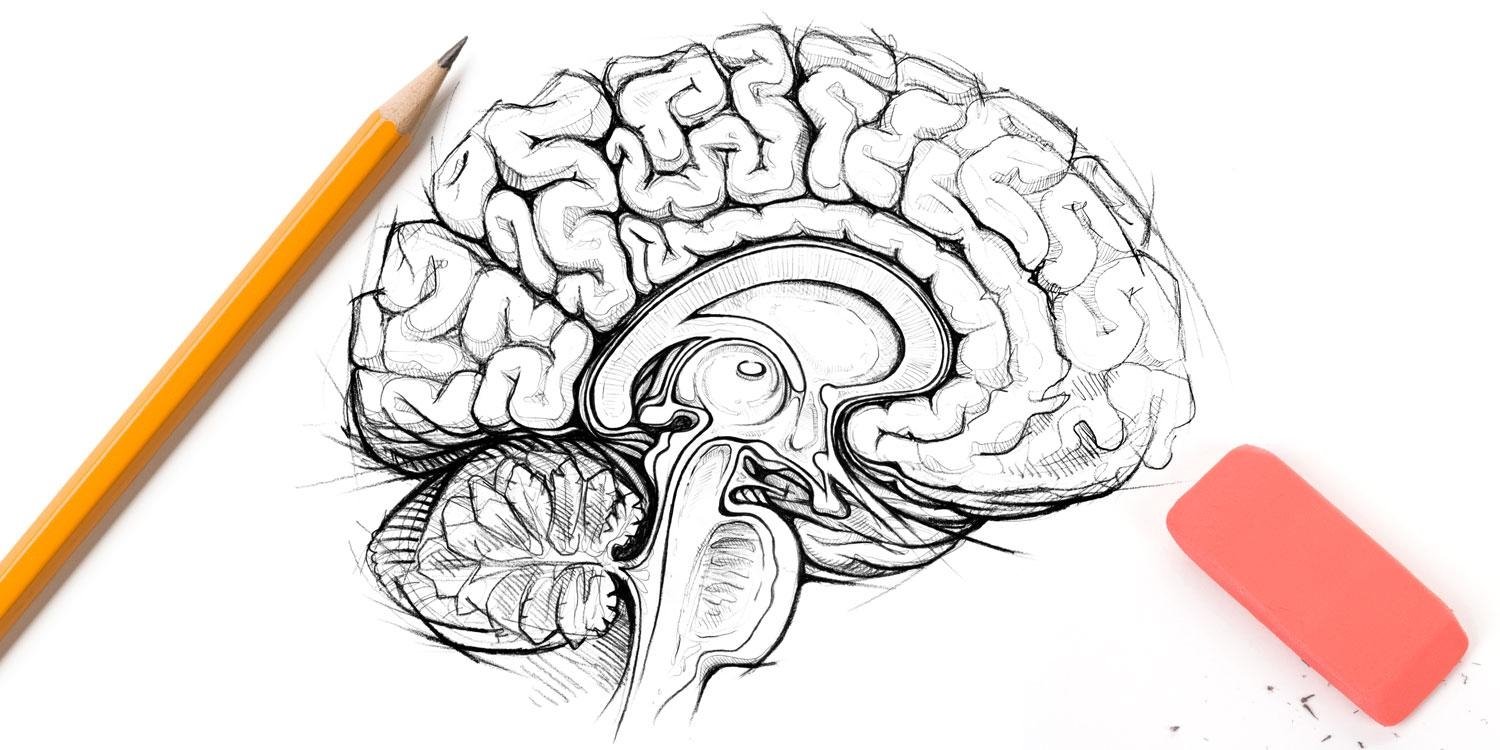 Brain 101. Мозг эскиз. Мозг рисунок. Мозг скетч. Мозг нарисованный.