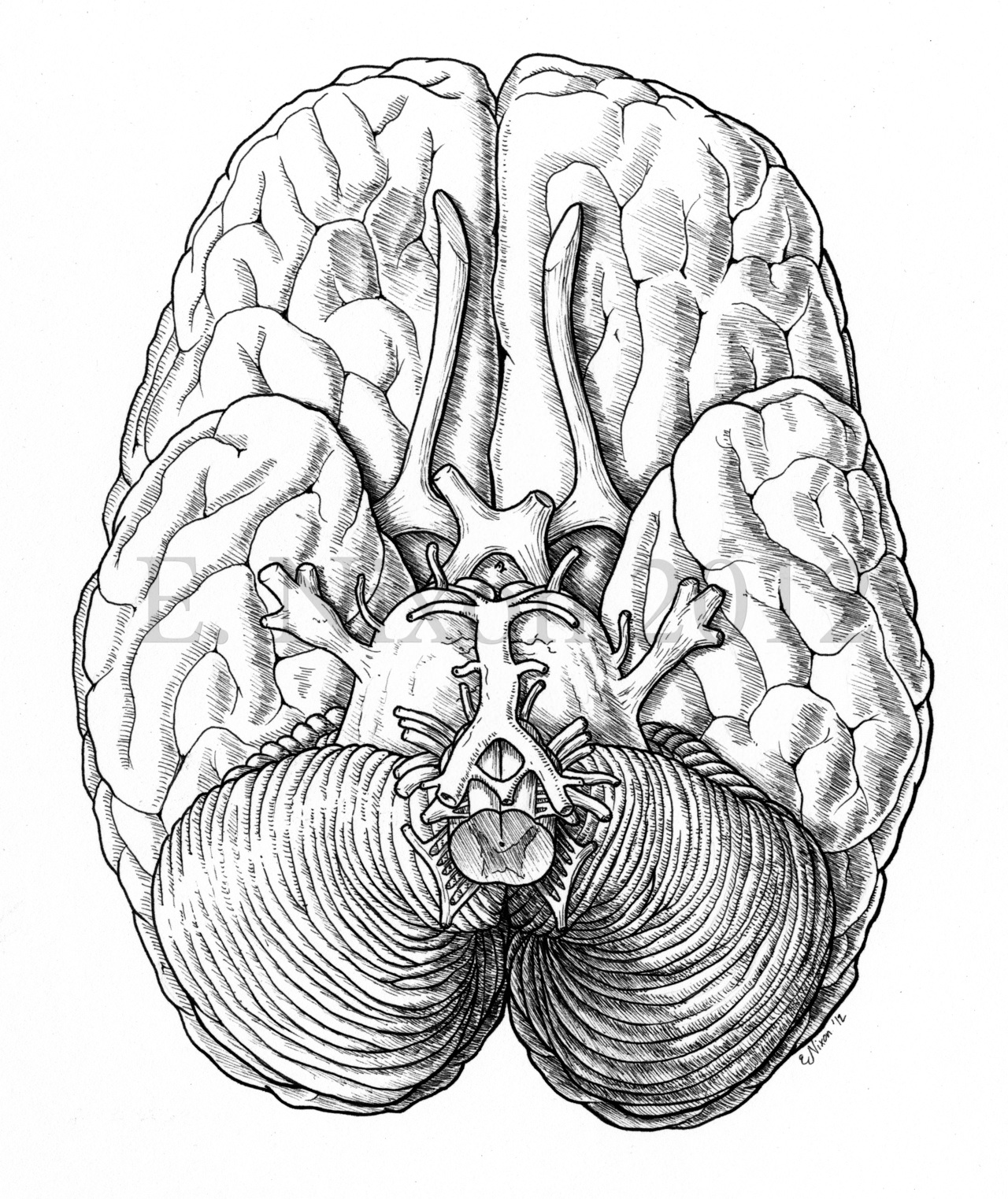 Мозг без подписей. Мозг снизу анатомия. Мозг снизу анатомия 20. Мозг эскиз. Мозг вид сверху.