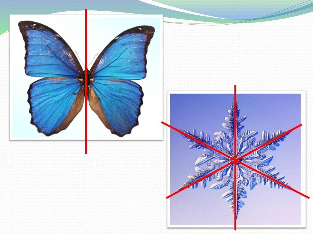 Укажите тип симметрии животного изображенного на рисунке бабочка