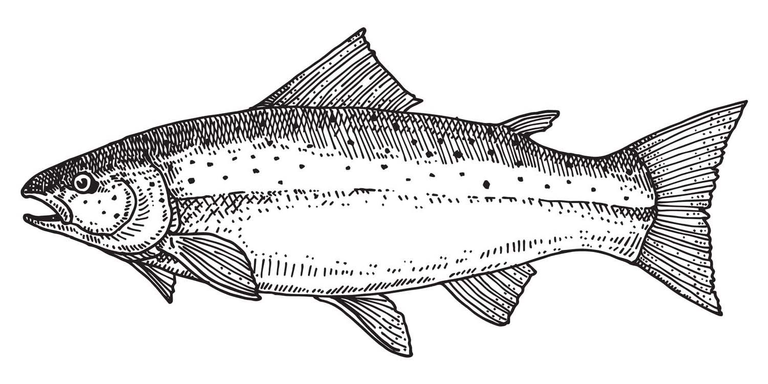 Рыба лосось рисунок