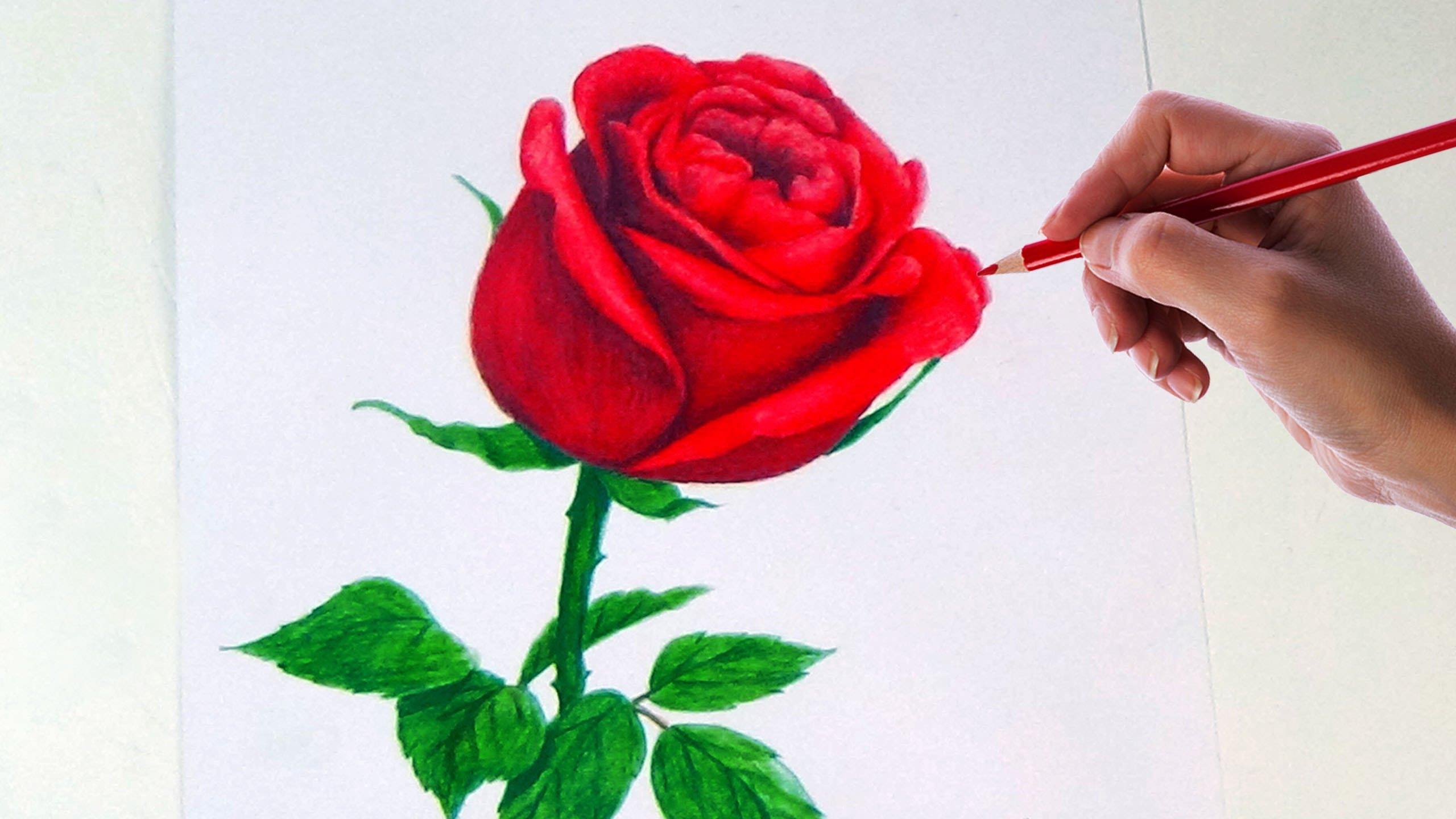 Покажи как нарисовать розу. Рисование. Нарисовать цветы. Красивая роза рисунок. Розочки для рисования.