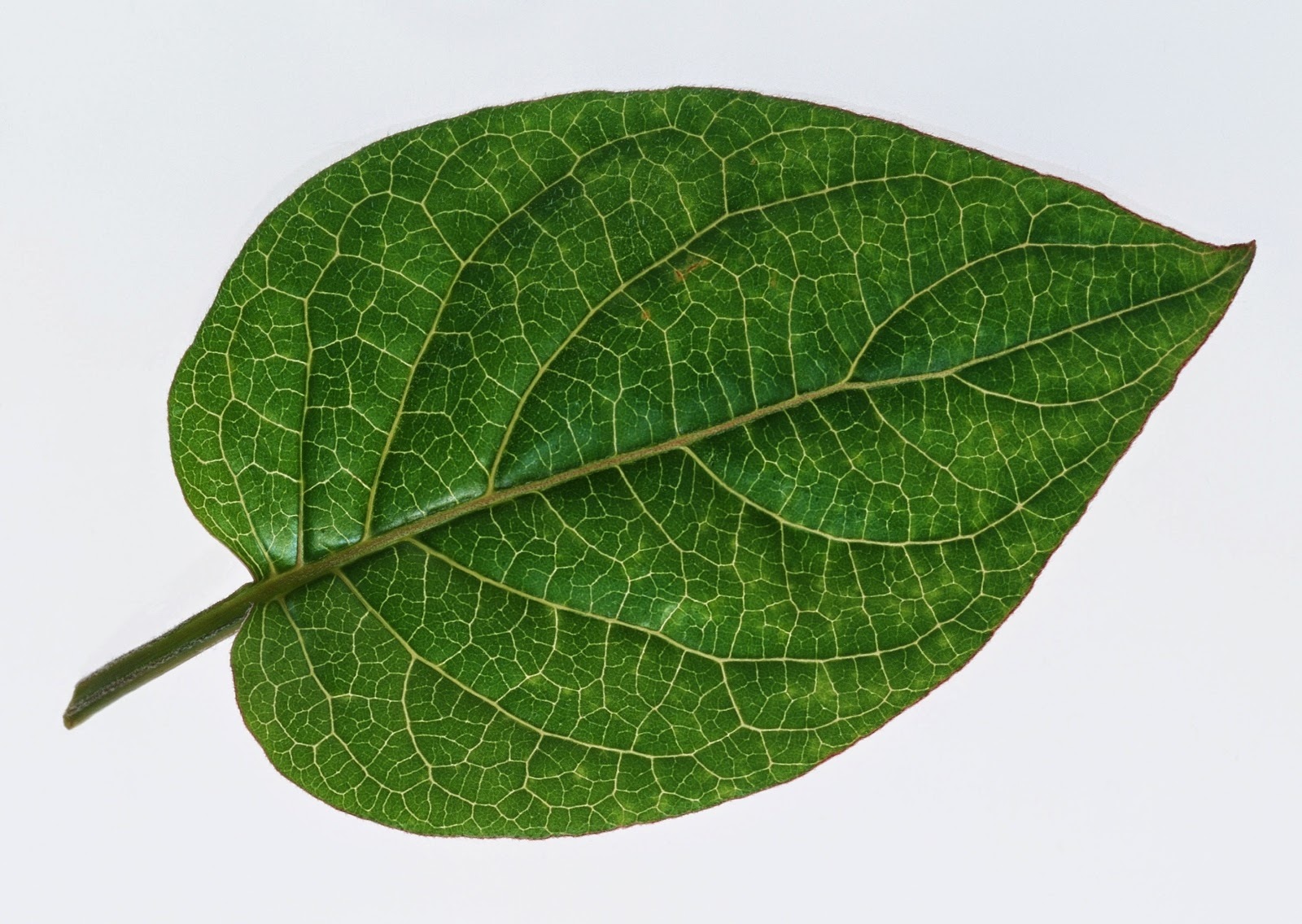 Leaf. Зеленый лист. Лист яблони. Зеленые листочки. Зеленый лист яблони.