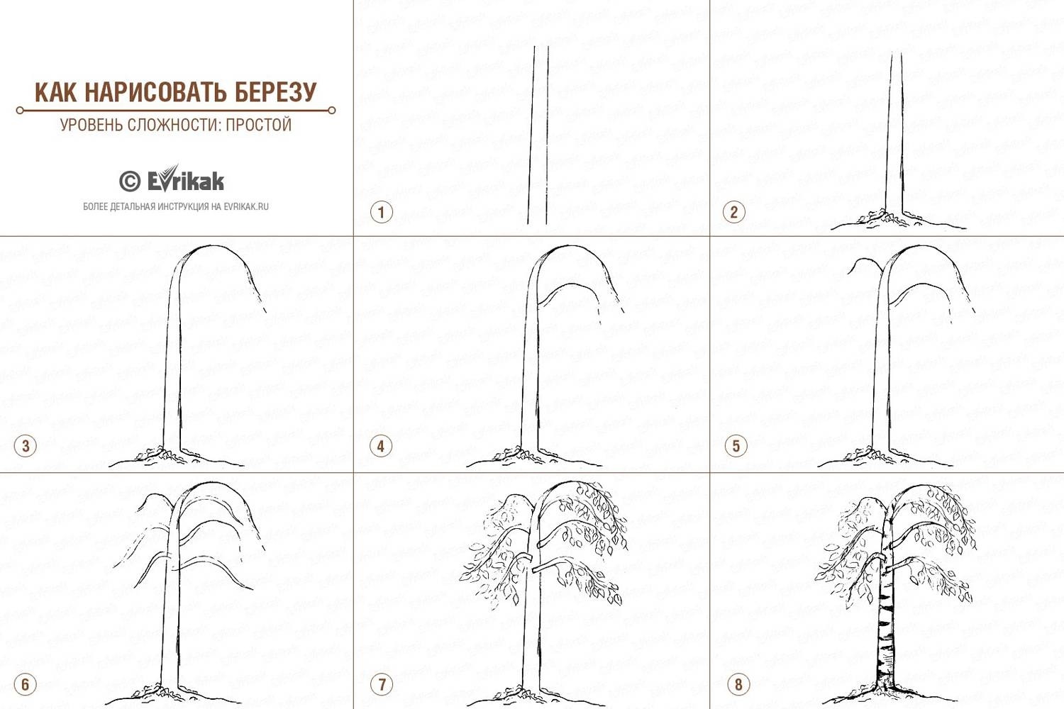Схема рисунка дерево. Поэтапное рисование дерева. Поэтапное рисование дерева для детей. Поэтапный рисунок березы. Поэтапное рисование березы карандашом.