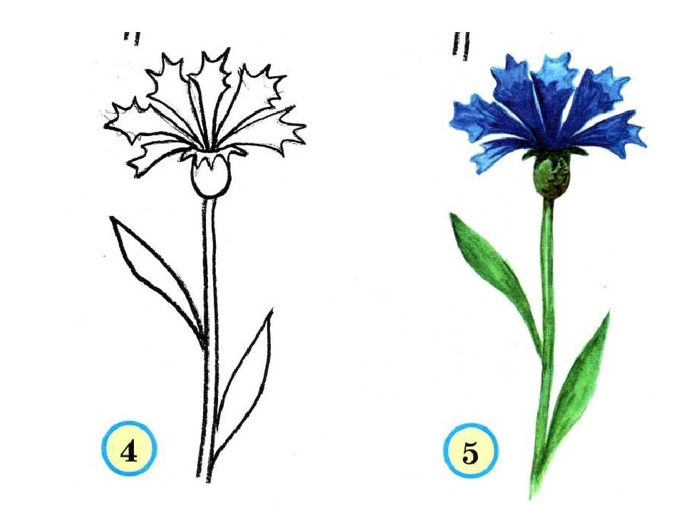 Как рисуют васильки