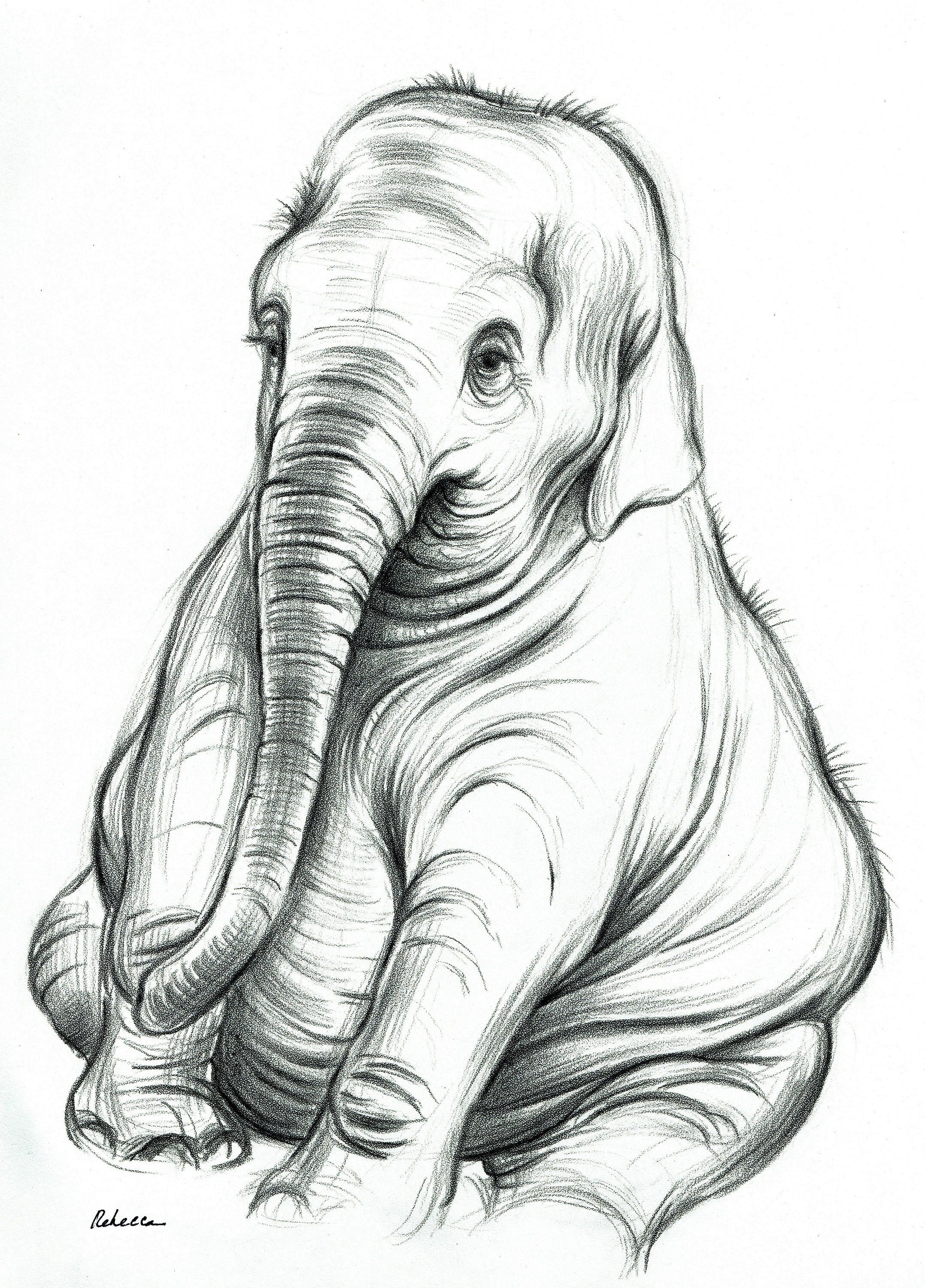 Biggest drawing. Животные карандашом. Рисунки животных карандашом. Рисунок слона карандашом для детей. Слон набросок.